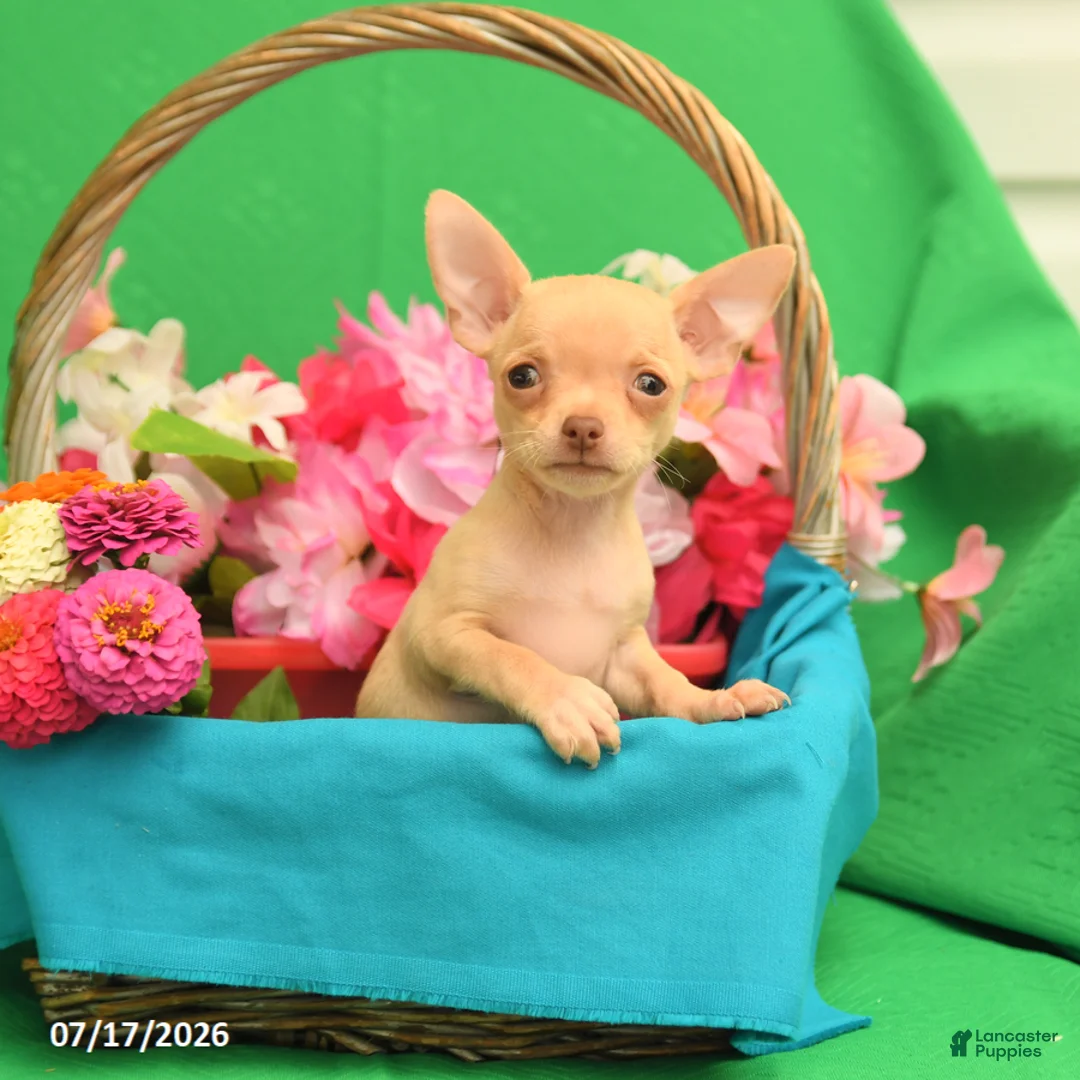 Chihuahua dogs for sale: Freddie - Ad 2