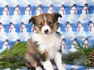 Shetland Sheepdog dogs Finn - Ad 16