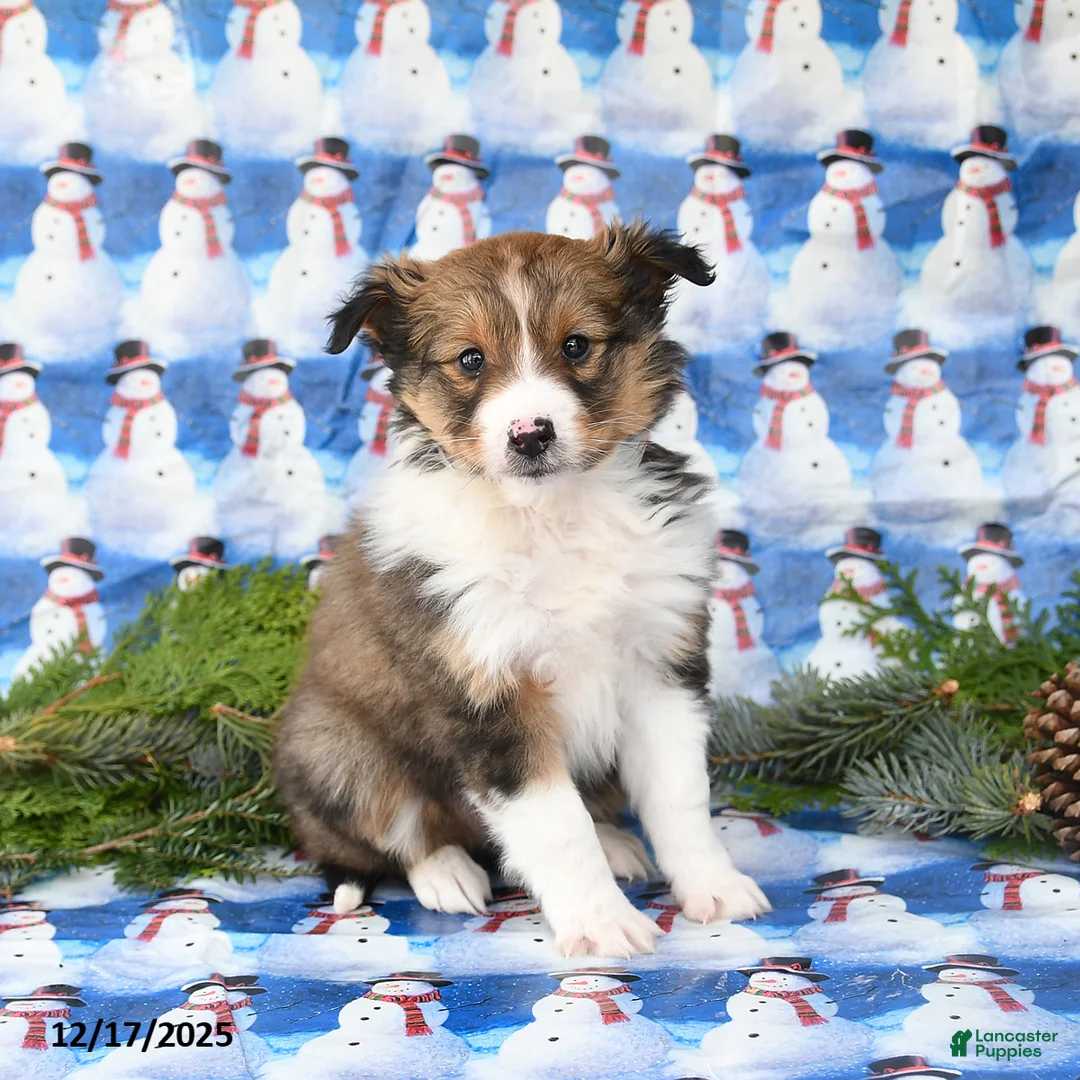 Shetland Sheepdog dogs for sale: Finn - Ad 1