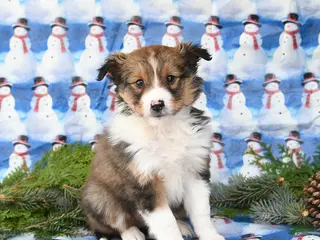 Shetland Sheepdog dogs Finn - Ad 11