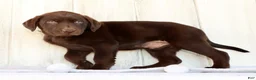 Labrador Retriever dogs for sale: Rusty - Ad 6