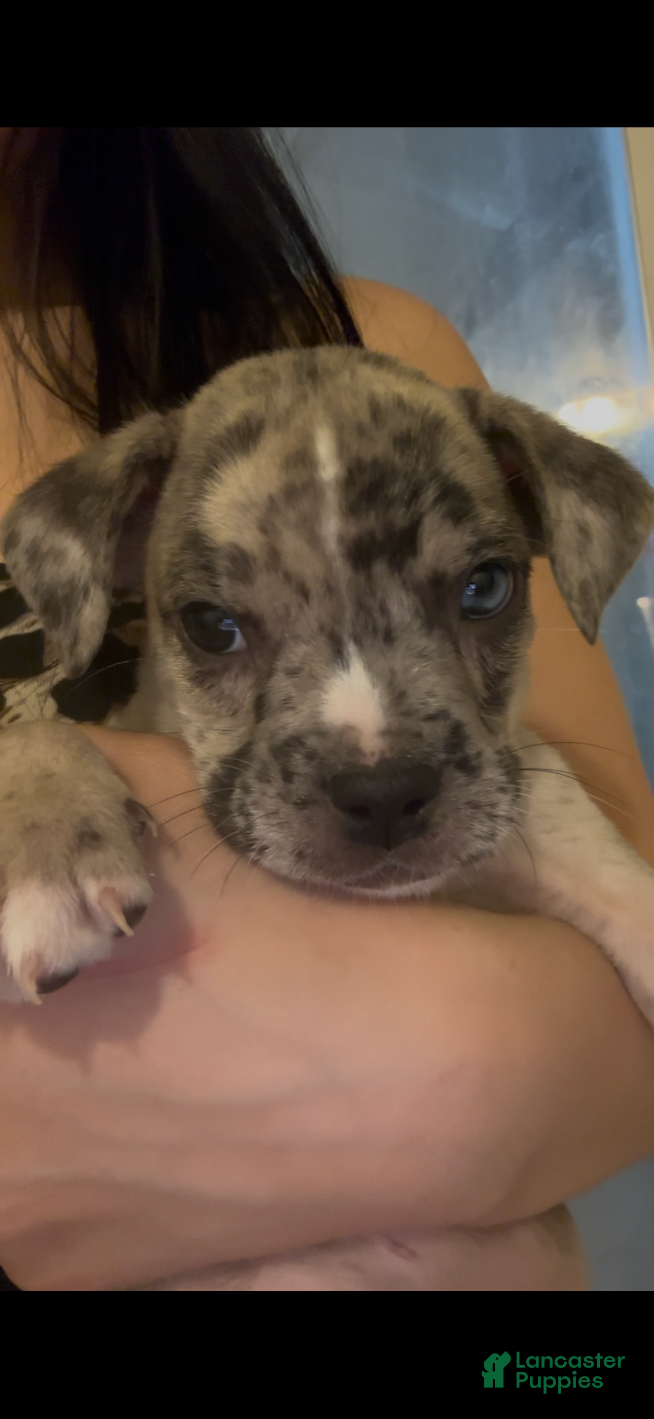 Mixed Breed dogs Chrome - Ad 32
