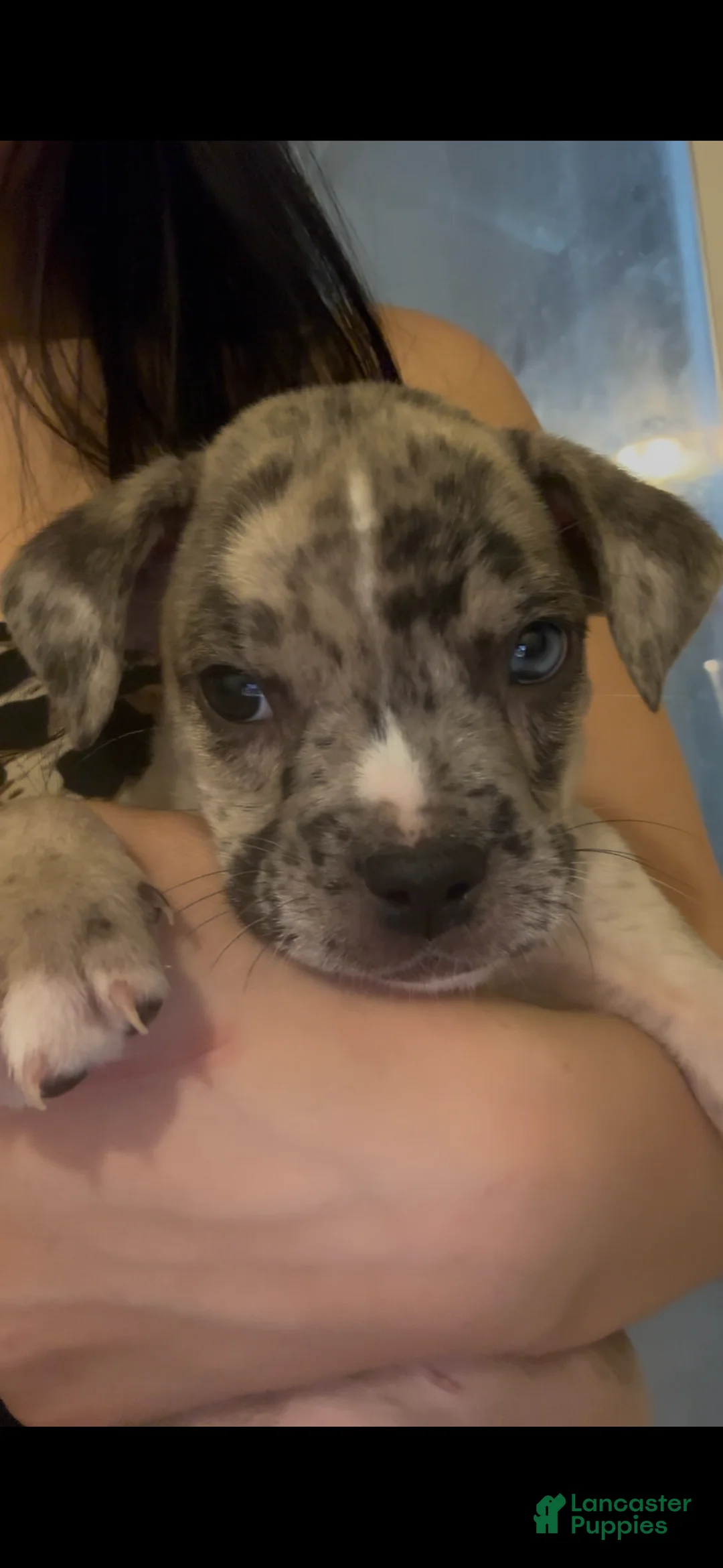 Mixed Breed dogs for sale: Chrome - Ad 1