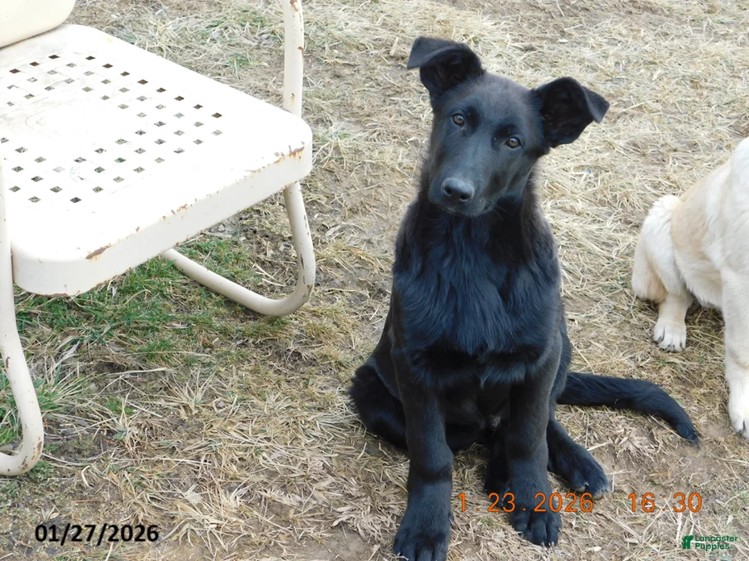 German Shepherd dogs for sale: Sparky - Ad 1