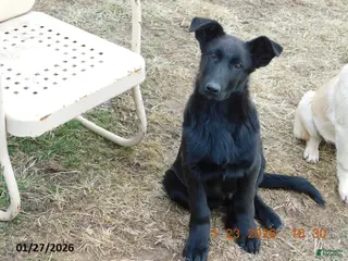 German Shepherd dogs Sparky - Ad 31