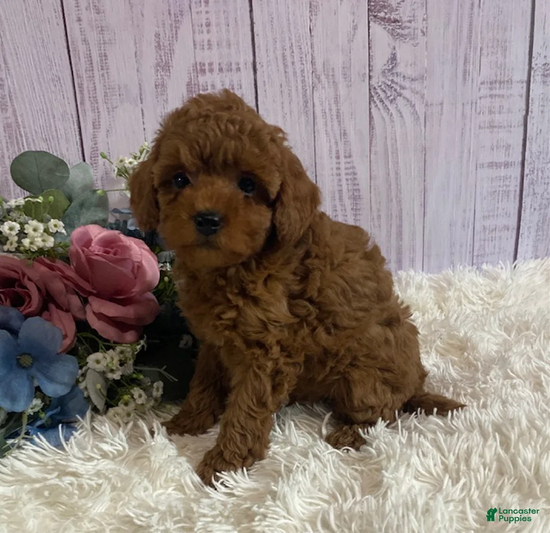 Toy Poodle dogs for sale: Parker - Ad 1