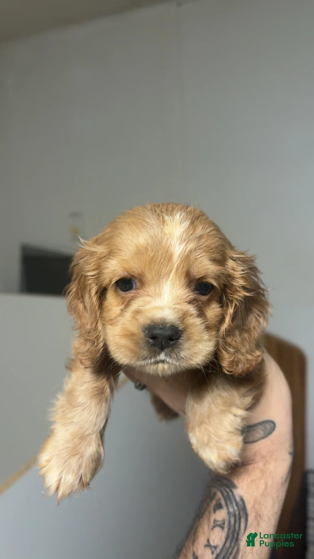 Cocker Spaniel dogs for sale: Cocker Spaniel 1 - Ad 2