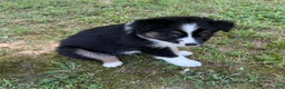 Australian Shepherd dogs for sale: Australian Shepherd Junior - Ad 7