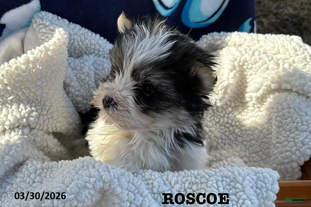 Morkie dogs for sale: Roscoe - Ad 2
