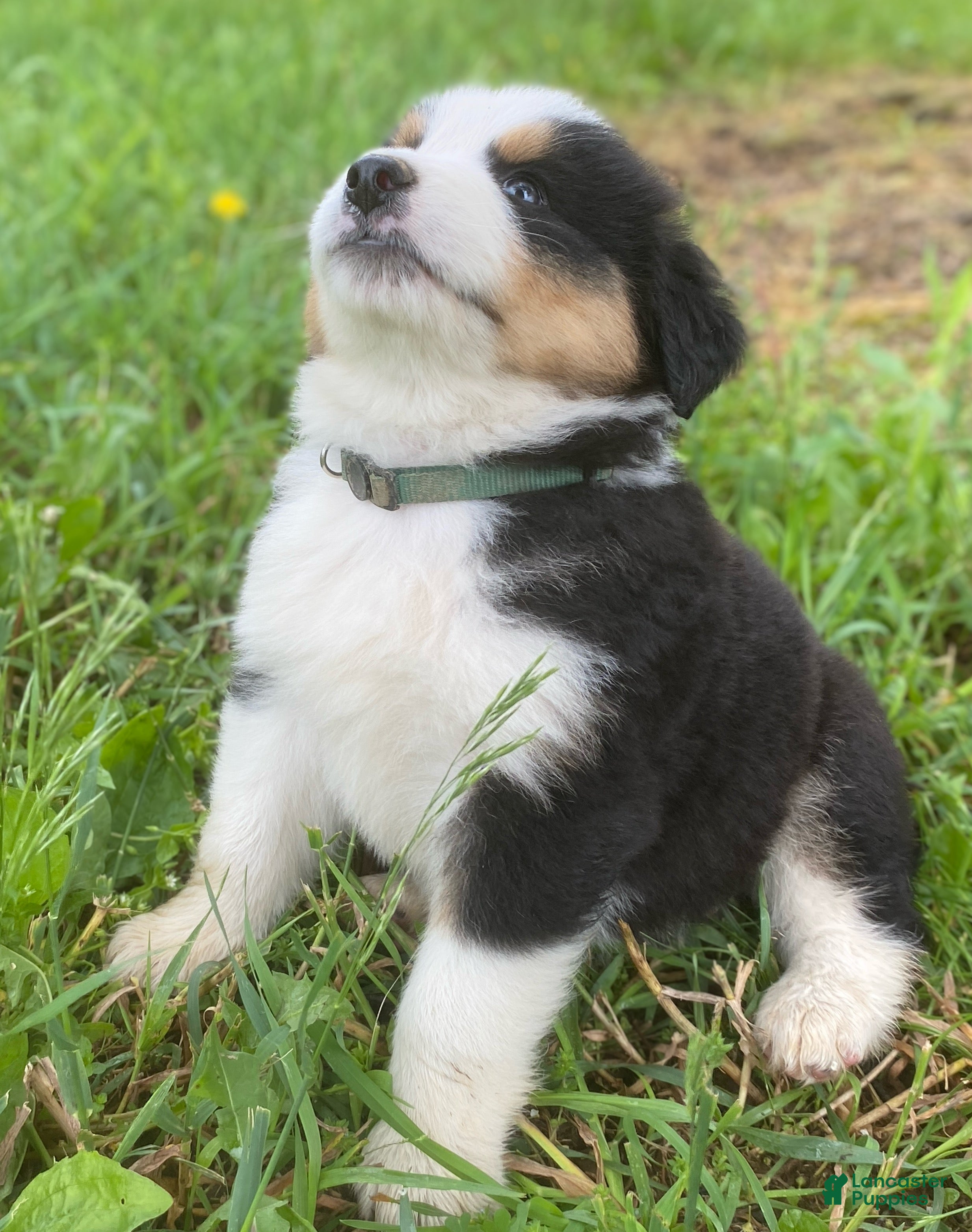 Mixed Breed dogs for sale: ♥️SWEET MOLLIE MAE♥️ - Ad 7