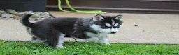 Siberian Husky dogs for sale: Thunder - Ad 6