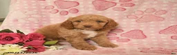 Cockapoo dogs for sale: Jazzmine  - Ad 2