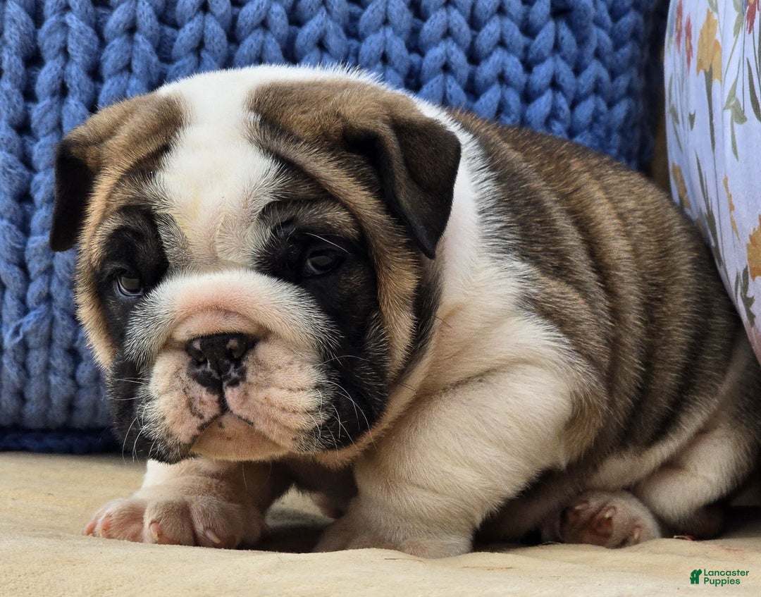 English Bulldog dogs for sale: Bubbles - Ad 5