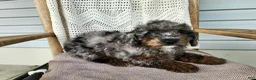 Mini Bernedoodle dogs for sale: Leasha - Ad 3