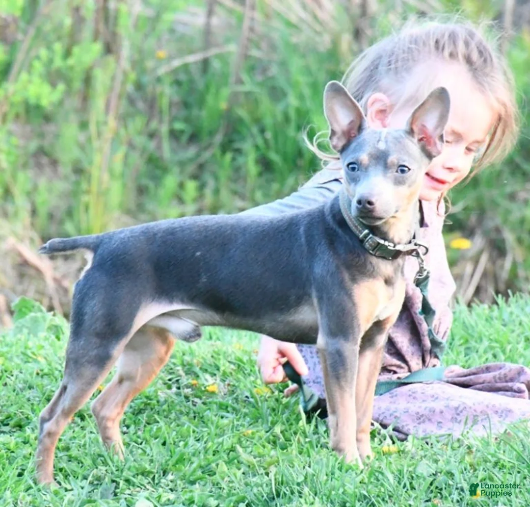 Rat Terrier dogs for sale: Lilly - Ad 8