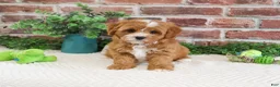 Cavapoo dogs for sale: Shamrock  - Ad 4