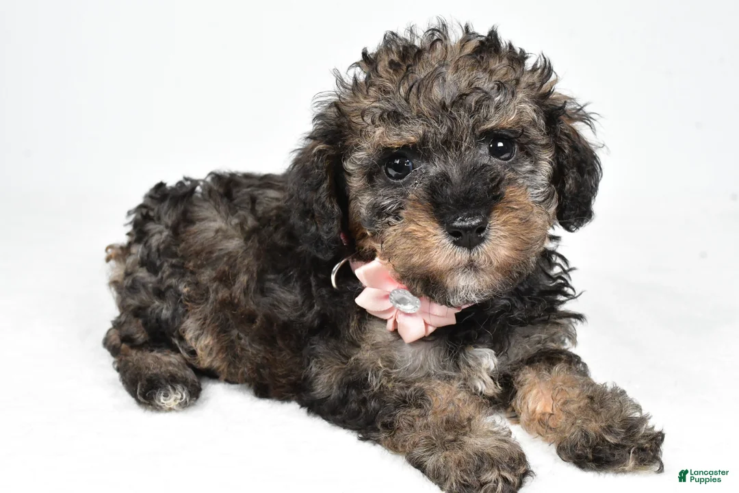 Miniature Poodle dogs for sale: Joy - Ad 2