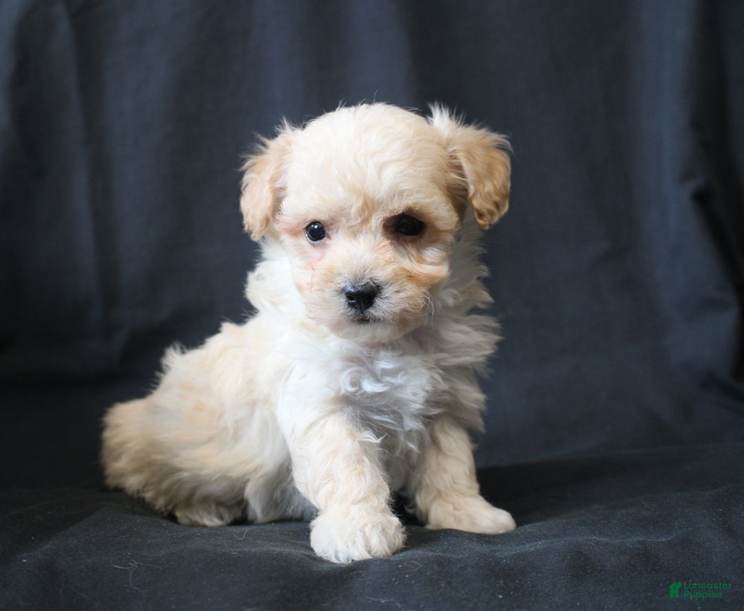Bichpoo dogs for sale: Butch - Ad 3