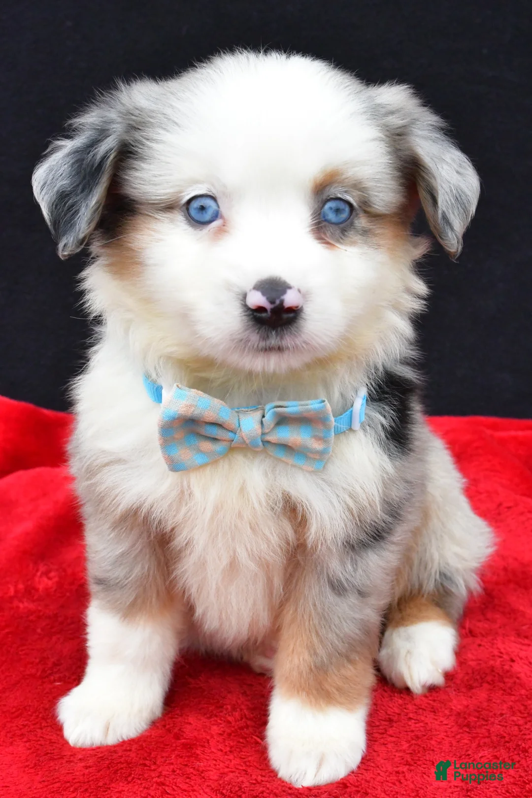 Miniature Australian Shepherd dogs for sale: Charles - Ad 1