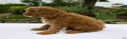 Cavapoo dogs for sale: Glory - Ad 3