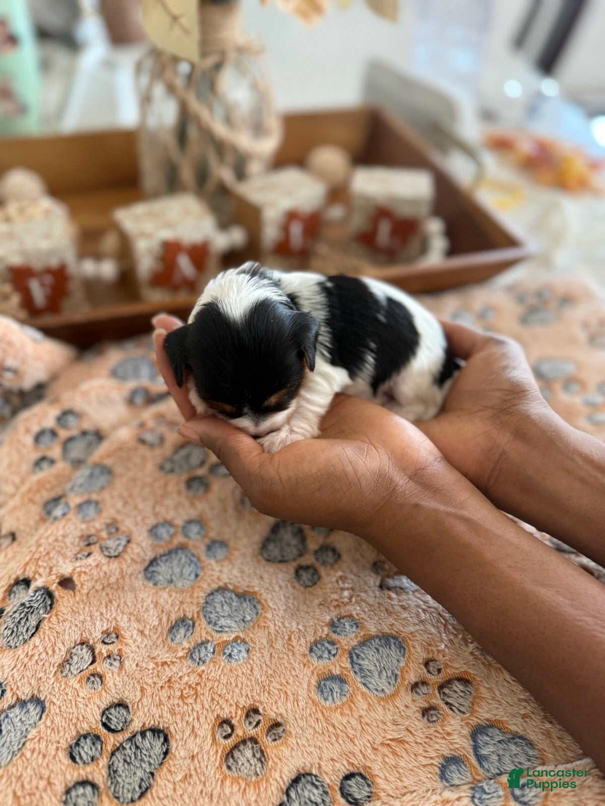 Yorkshire Terrier dogs for sale: Boy - Ad 2
