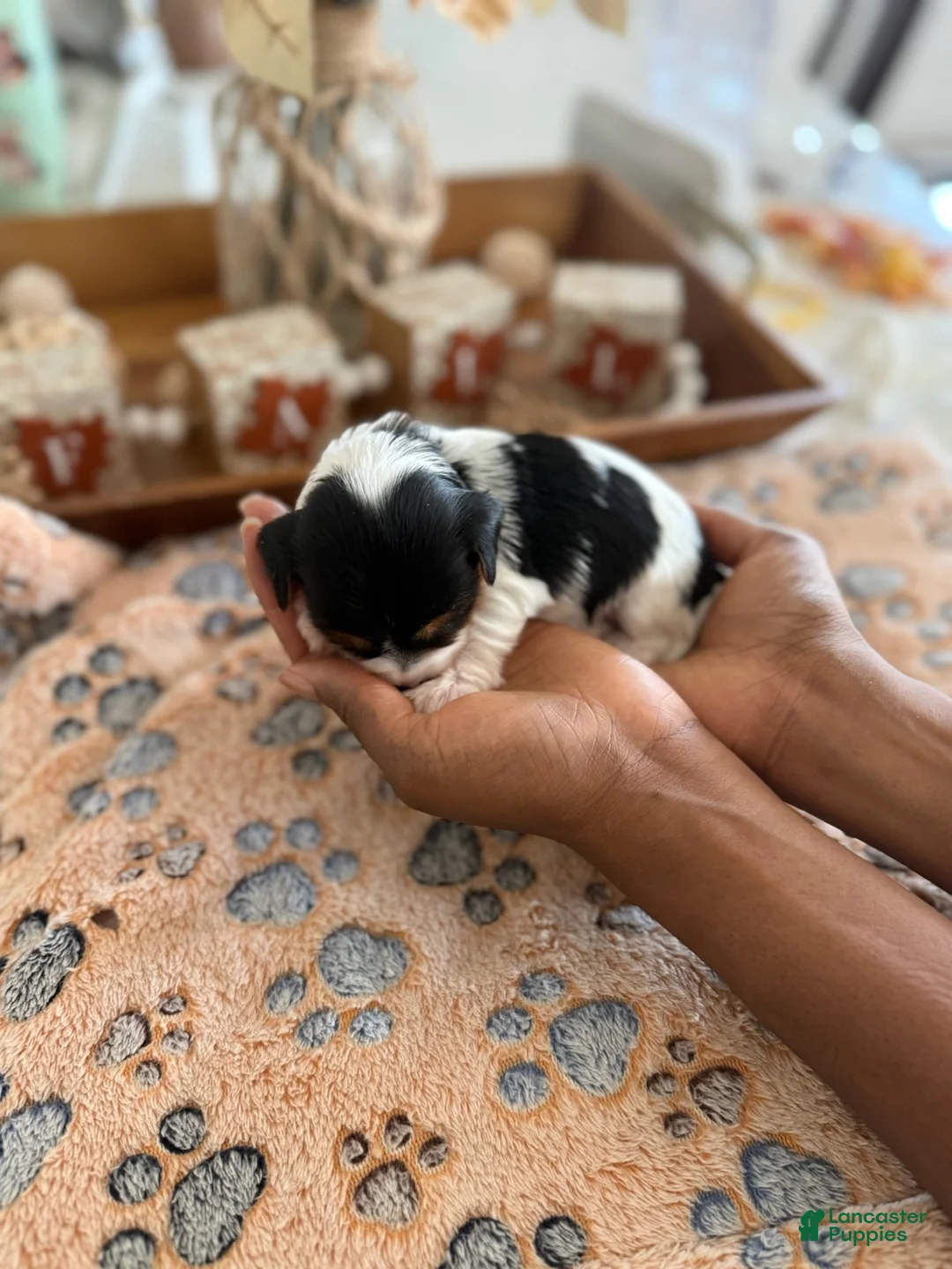 Yorkshire Terrier dogs for sale: Boy - Ad 2