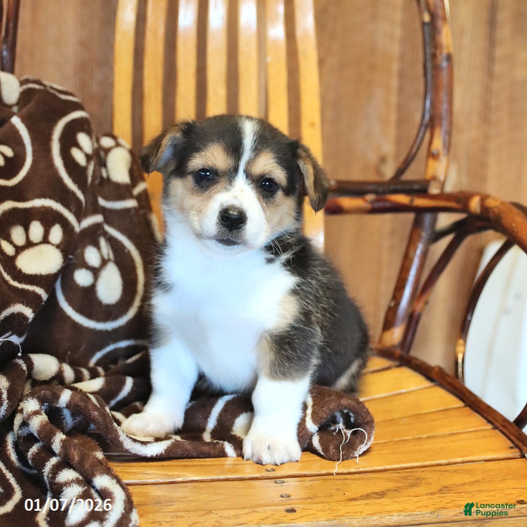 Mixed Breed dogs for sale: Amber - Ad 1