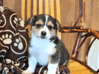 Mixed Breed dogs Amber - Ad 17