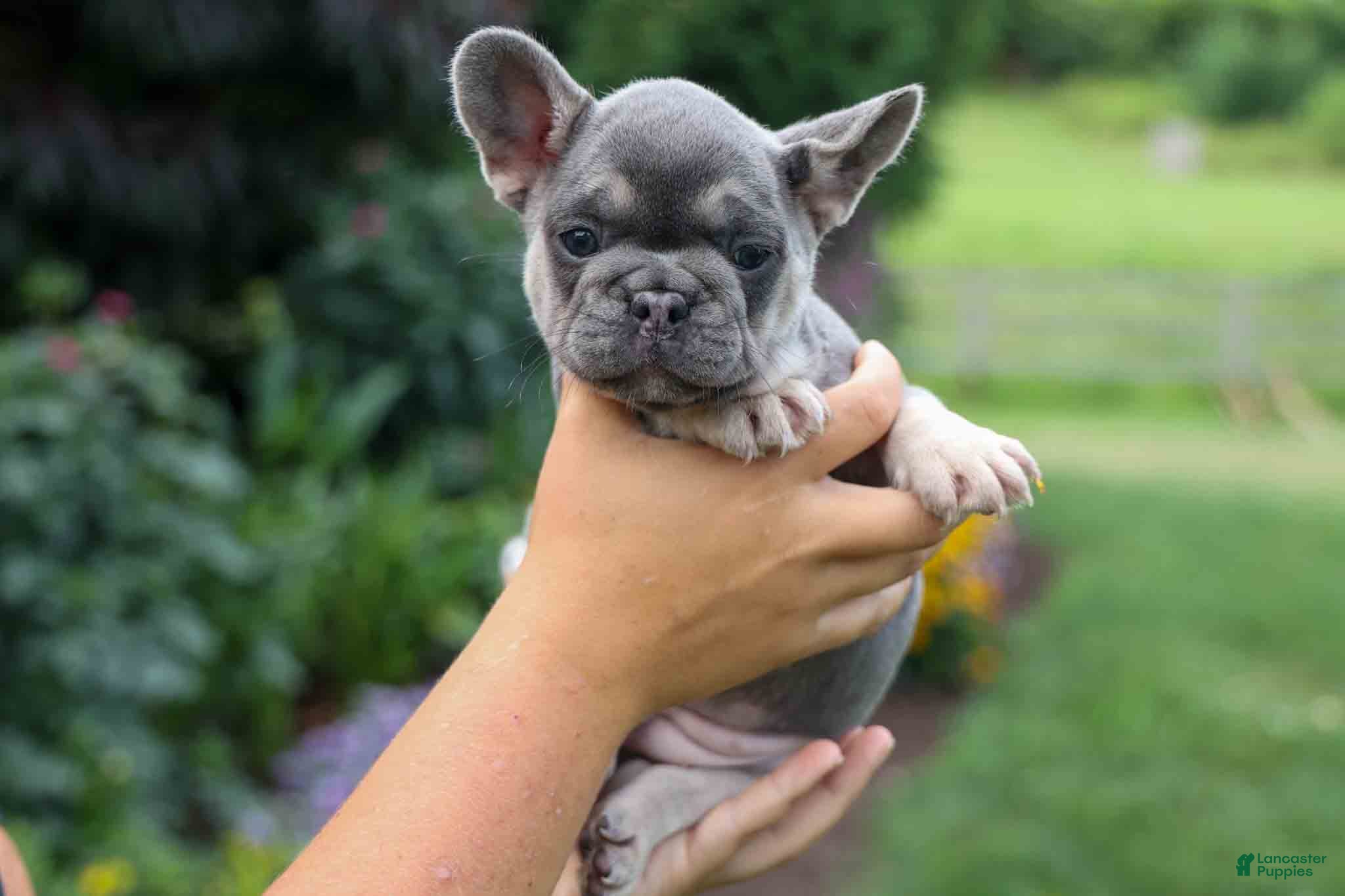 French Bulldog dogs  Flora Jane 🩷 - Ad 1