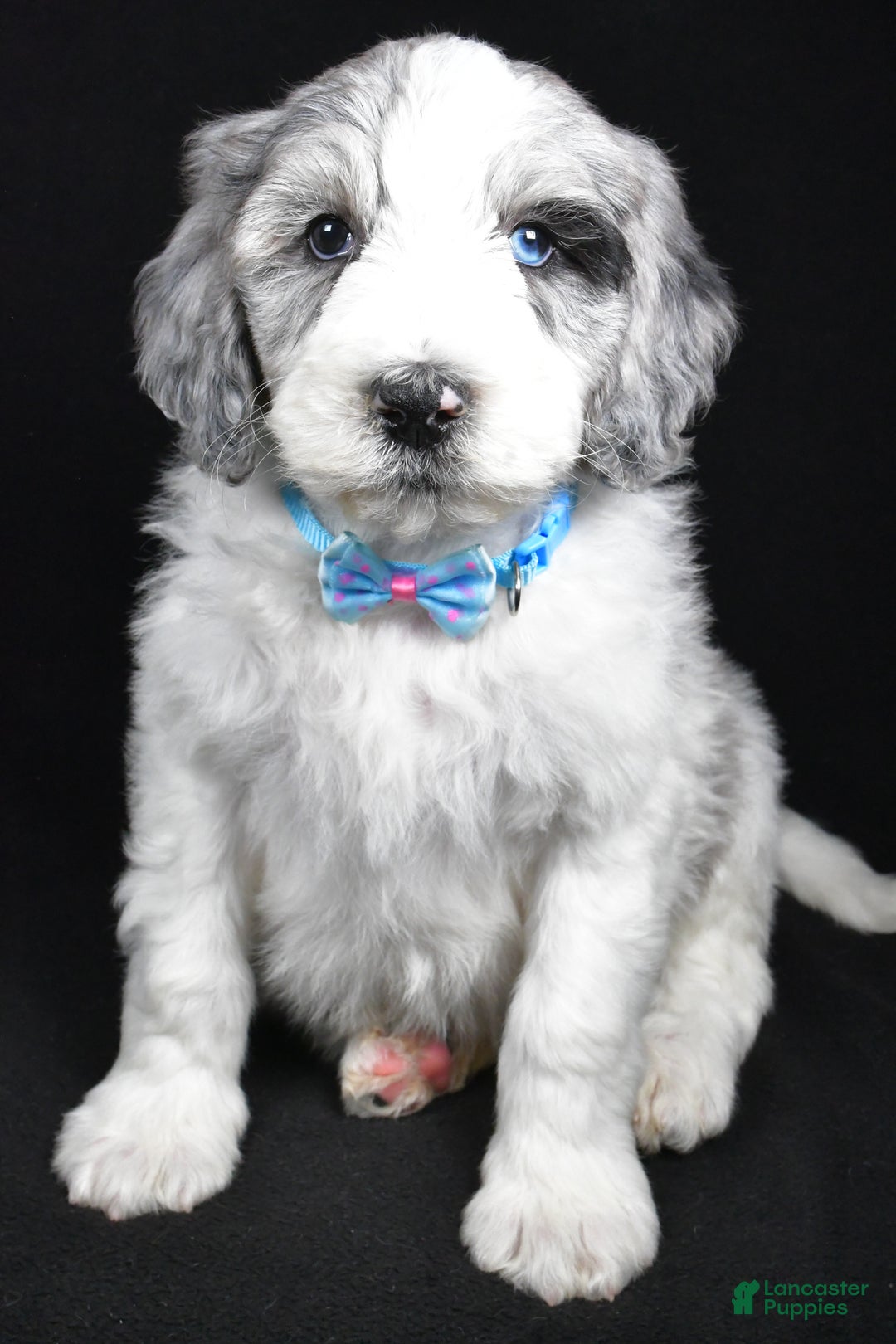 Sheepadoodle dogs for sale: Myles - Ad 8