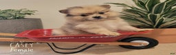 Pomeranian dogs for sale: Casey - Ad 1