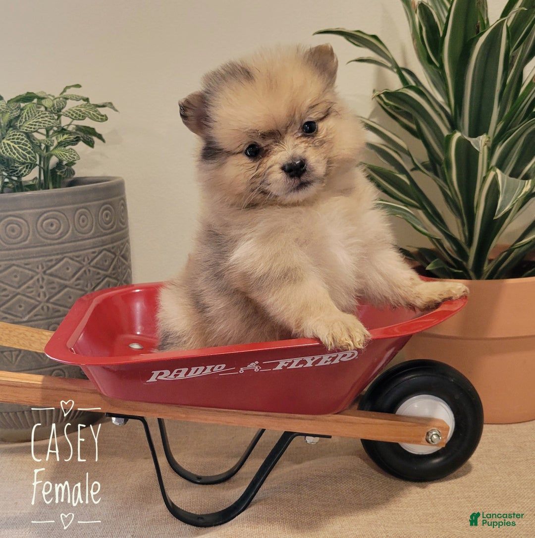 Pomeranian dogs for sale: Casey - Ad 1