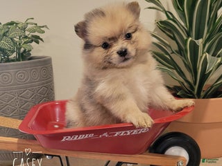 Pomeranian dogs Casey - Ad 21