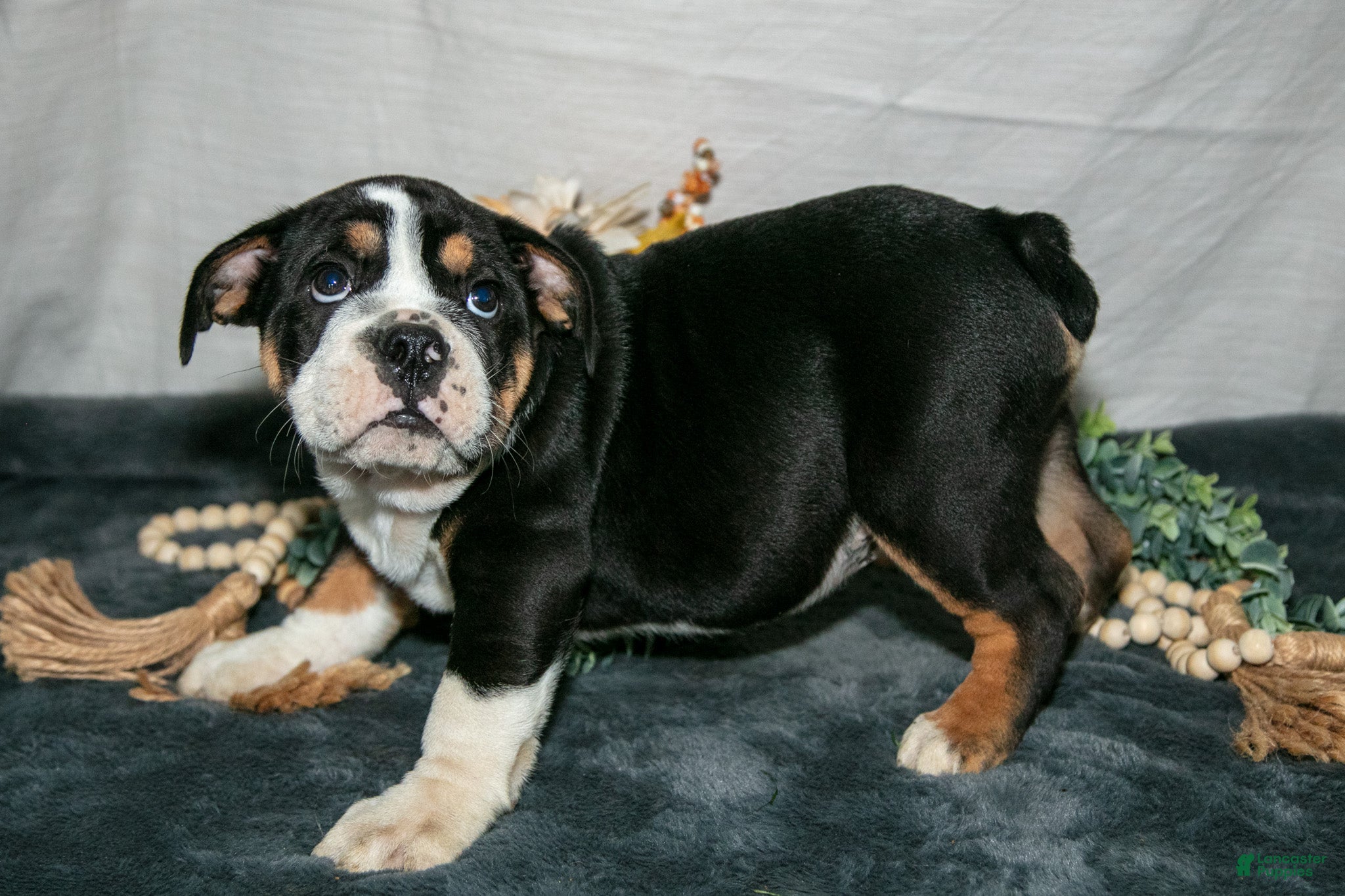 Beabull dogs Rolls - Ad 2