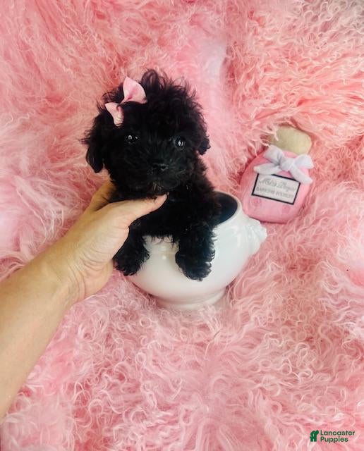 Toy Poodle dogs Toy Poodle 1 - Ad 17