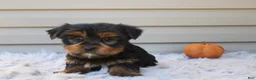Yorkshire Terrier dogs for sale: Rocco - Ad 5