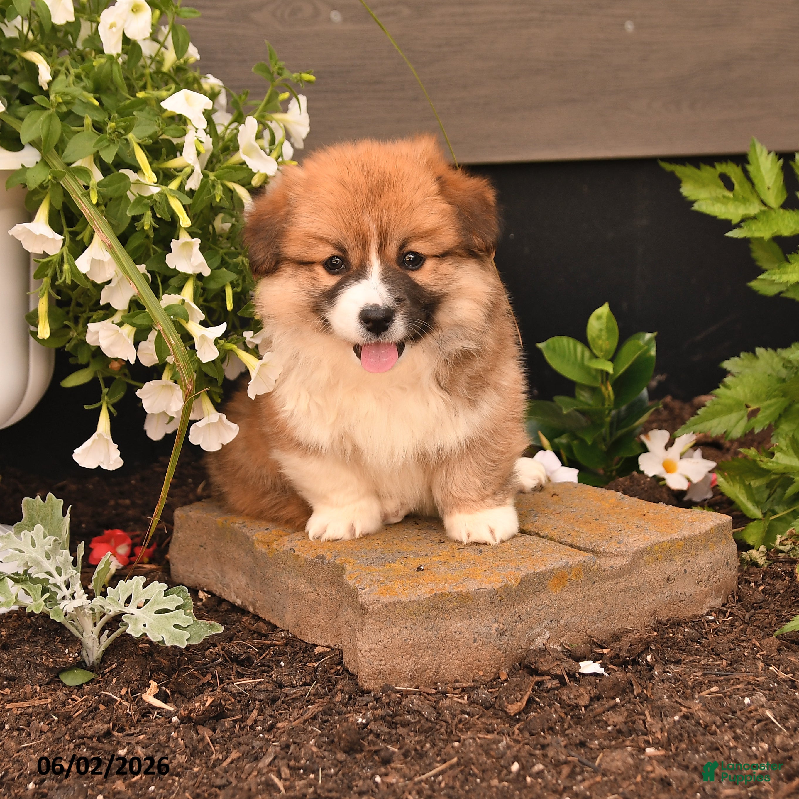 Welsh Corgi Pembroke dogs Bradey - Ad 1