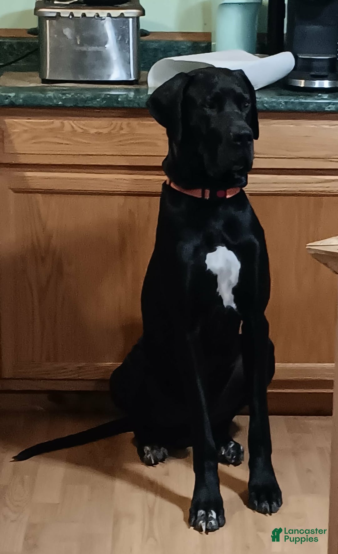 Great Dane dogs for sale: Doc - Ad 3