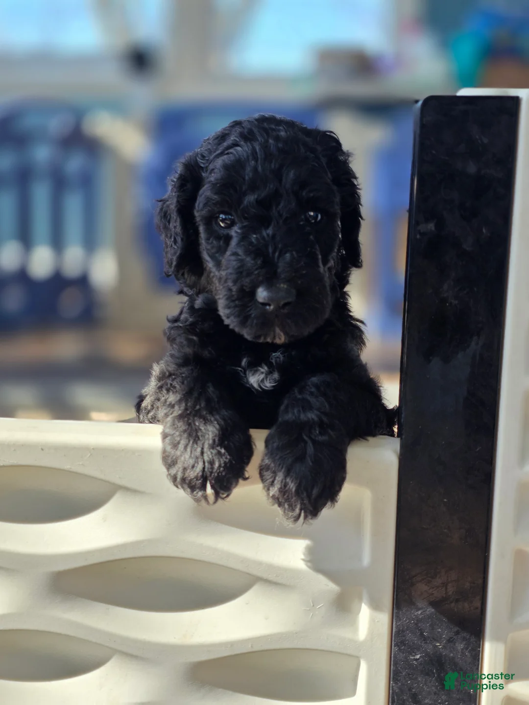 Goldendoodle dogs for sale: Charlie - Ad 5