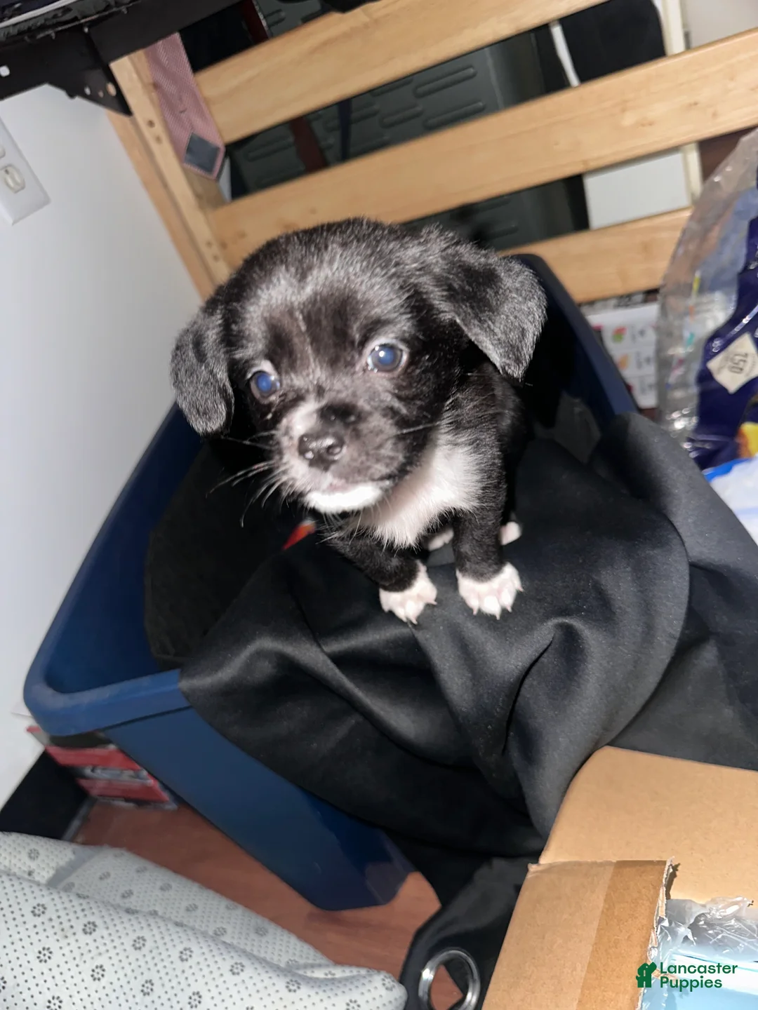Mixed Breed dogs for sale: Kyro - Ad 8