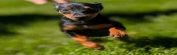 Miniature Pinscher dogs for sale: Flash - Ad 11
