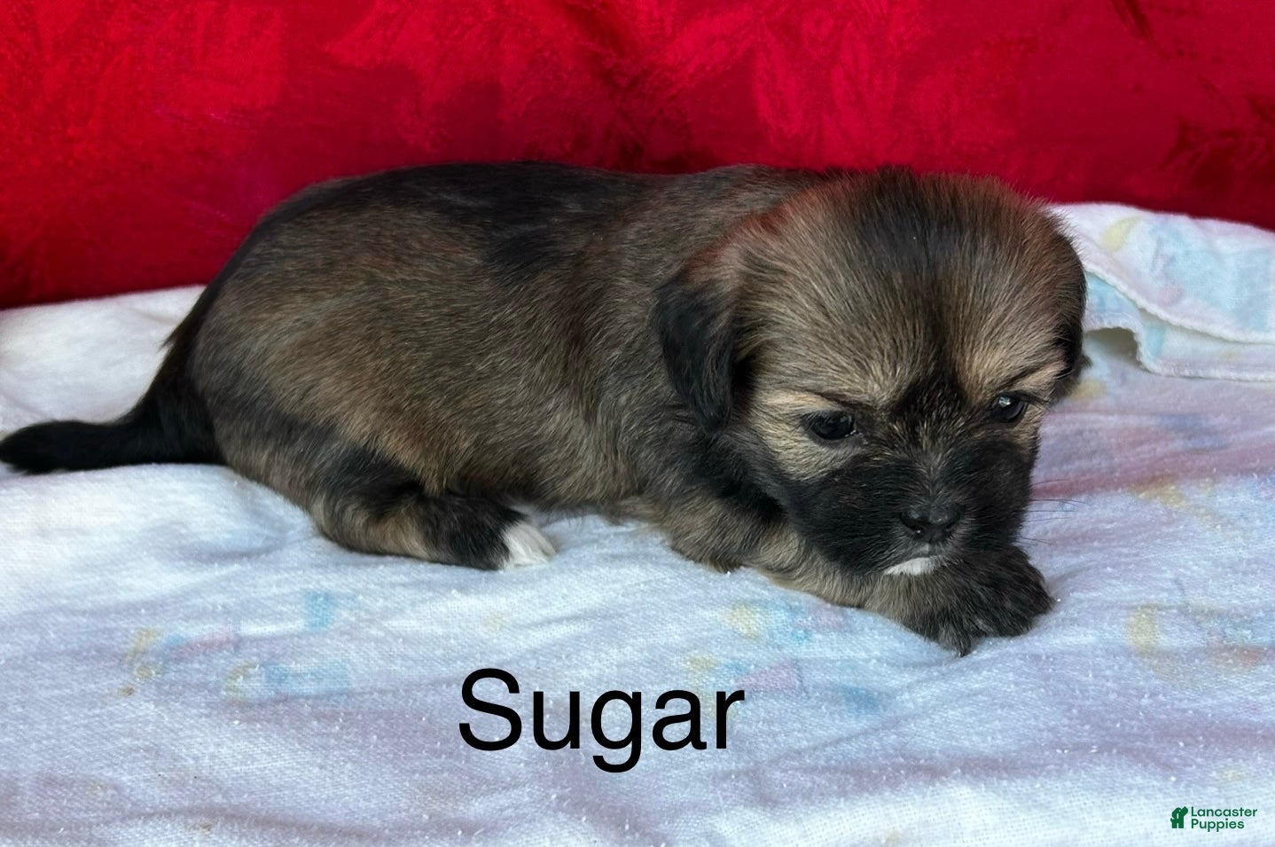 Lhasa Apso dogs Lhasa Apso Puppy 4 - Ad 11