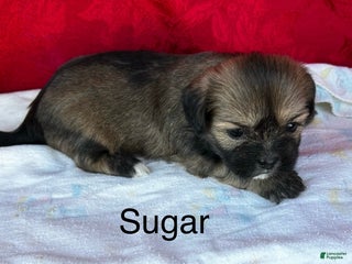 Lhasa Apso dogs Lhasa Apso Puppy 4 - Ad 18