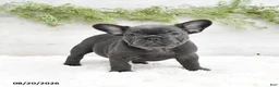 French Bulldog dogs for sale: Muffin - Ad 4