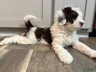 Bernedoodle dogs Oakley - Ad 36