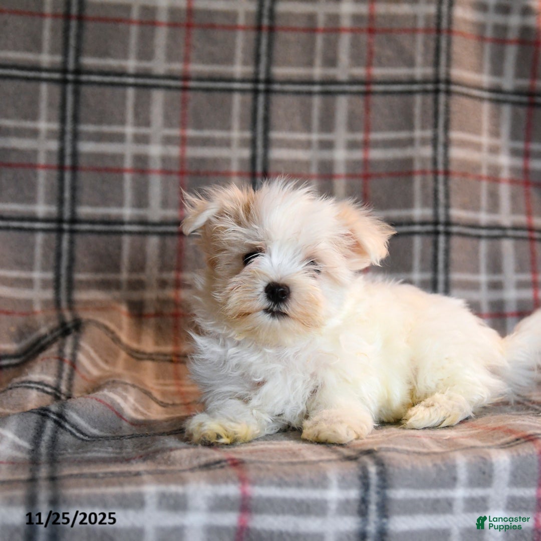 Maltese dogs for sale: Rupert - Ad 2