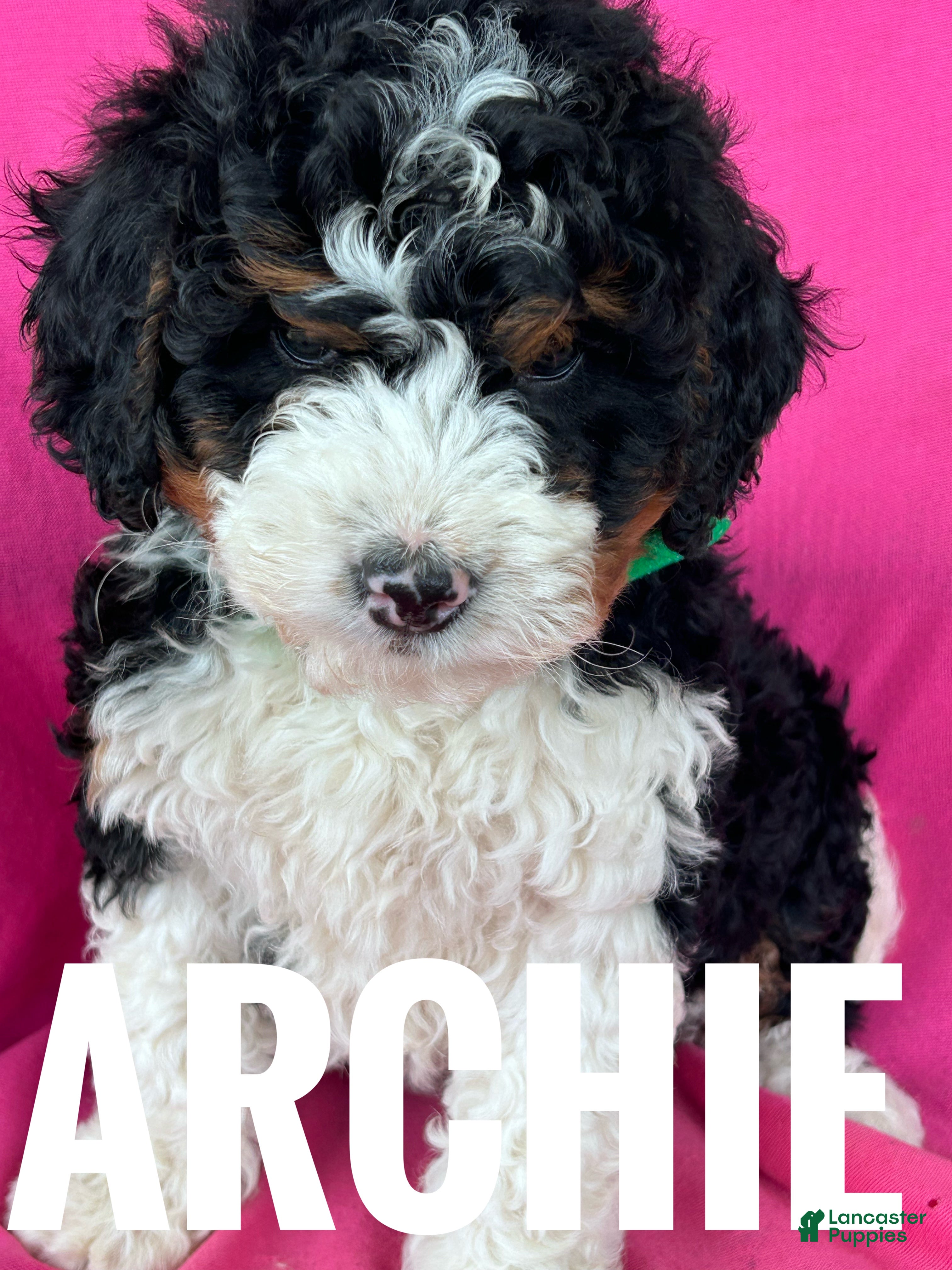 Mini Bernedoodle dogs ARCHIE - Ad 1