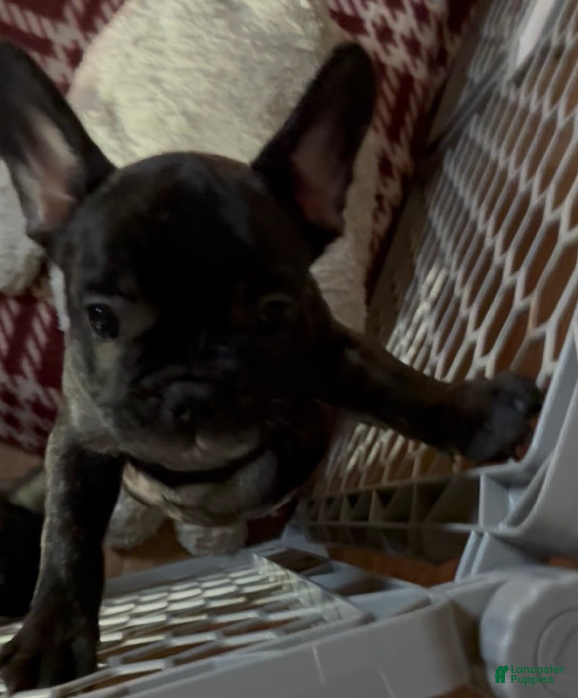 French Bulldog dogs French Bulldog Puppy 2 - Ad 20