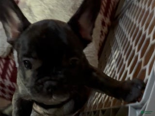French Bulldog dogs French Bulldog Puppy 2 - Ad 4