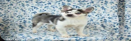 Alaskan Klee Kai dogs for sale: Kodiak - Ad 3